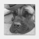 Search for dog napping magnets Animal
