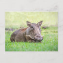 Search for warthog postcards Animal