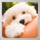 Search for huggables Cute