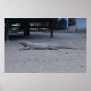 Search for komodo dragon posters Wildlife