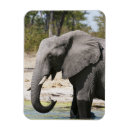 Search for game reserve magnets Africa