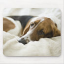 Search for hound mousepads Animal
