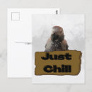 Search for african postcards African grey parrot