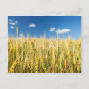 Search for cereals postcards Farm