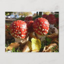 Search for fly agaric postcards Red
