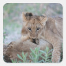 Search for animal body part stickers Horizontal