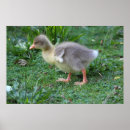 Search for gosling posters Goose