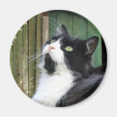 Search for tux magnets Cat