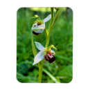 Search for orchids magnets Nature