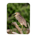 Search for night heron Wildlife