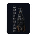 Search for pinscher magnets Doberman