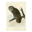 Search for great grey owl posters Audubon