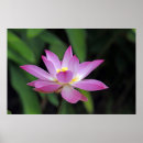 Search for lotus flower posters Photography