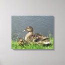 Search for duck canvas prints Cute