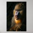 Search for baboon monkey posters Mandrill