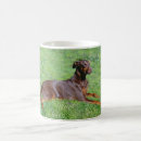 Search for doberman with natural ears Dobermann
