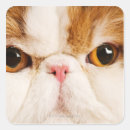 Search for domesticated stickers Nature