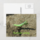 Search for insect postcards Summer