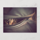 Search for kitten postcards Pet
