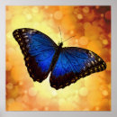 Search for beautiful butterflies posters Gold
