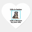 Search for bernese mountain dog lovers stickers Wolf