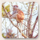 Search for primates coasters Leaves