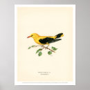 Search for golden bird posters Vintage