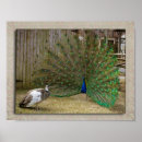 Search for plumage posters Male