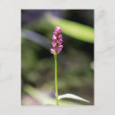 Search for thumb postcards Nature