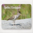 Search for sandpipers electronics Nature
