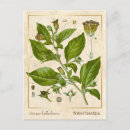 Search for medicinal plants postcards Vintage