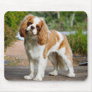 Search for charles spaniel mousepads Puppies