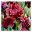 Search for maroon posters Garden