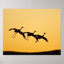 Search for bosque del apache posters Flight