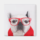Search for purebred magnets Frenchie