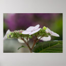 Search for snowballs art Hydrangea
