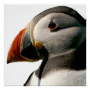 Search for puffin art Wildlife