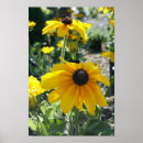 Search for sunflowers nature flowers floral posters Plant