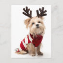 Search for morkies cards Yorkshire terrier