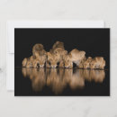 Search for africa cards Animal