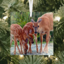 Search for fawn christmas tree decorations Animals in the wild