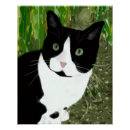 Search for tuxedo cat posters Pet