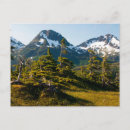Search for spruce tree postcards Mountain