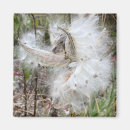 Search for silk magnets Nature