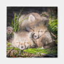 Search for kit magnets Young animal