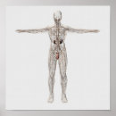 Search for penis posters Organ