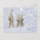 Search for north america postcards Bear