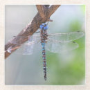Search for macro coasters Insect