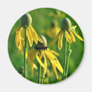 Search for collector magnets Flowers