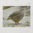 Search for bird hunt postcards Hunting